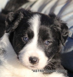 Black and whtie FEMALE border collie puppy